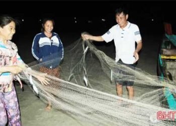 Ngư dân Nghi Xuân được mùa cá trích