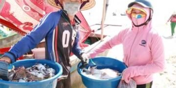 Ngư dân thu tiền triệu sau vài giờ khai thác ghẹ biển ở Hà Tĩnh