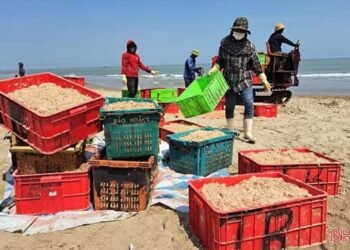 Ngư dân vùng biển phía Bắc Hà Tĩnh trúng đậm ruốc biển đầu mùa