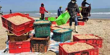 Ngư dân vùng biển phía Bắc Hà Tĩnh trúng đậm ruốc biển đầu mùa