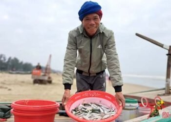 Xông biển đầu năm, ngư dân Nghi Xuân trúng đậm cá trích