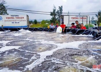 Hà Tĩnh tăng cường kiểm soát chất lượng tôm giống vụ xuân – hè 2025