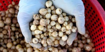 Hành tăm giá tốt, nông dân đội nắng thu hoạch