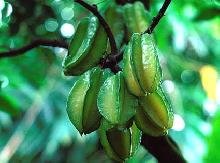 Trồng khế ngọt cho quả ”sây”