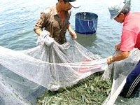 Nghi Xuân: Thả nuôi thí điểm xen ghép tôm và cá diêu hồng